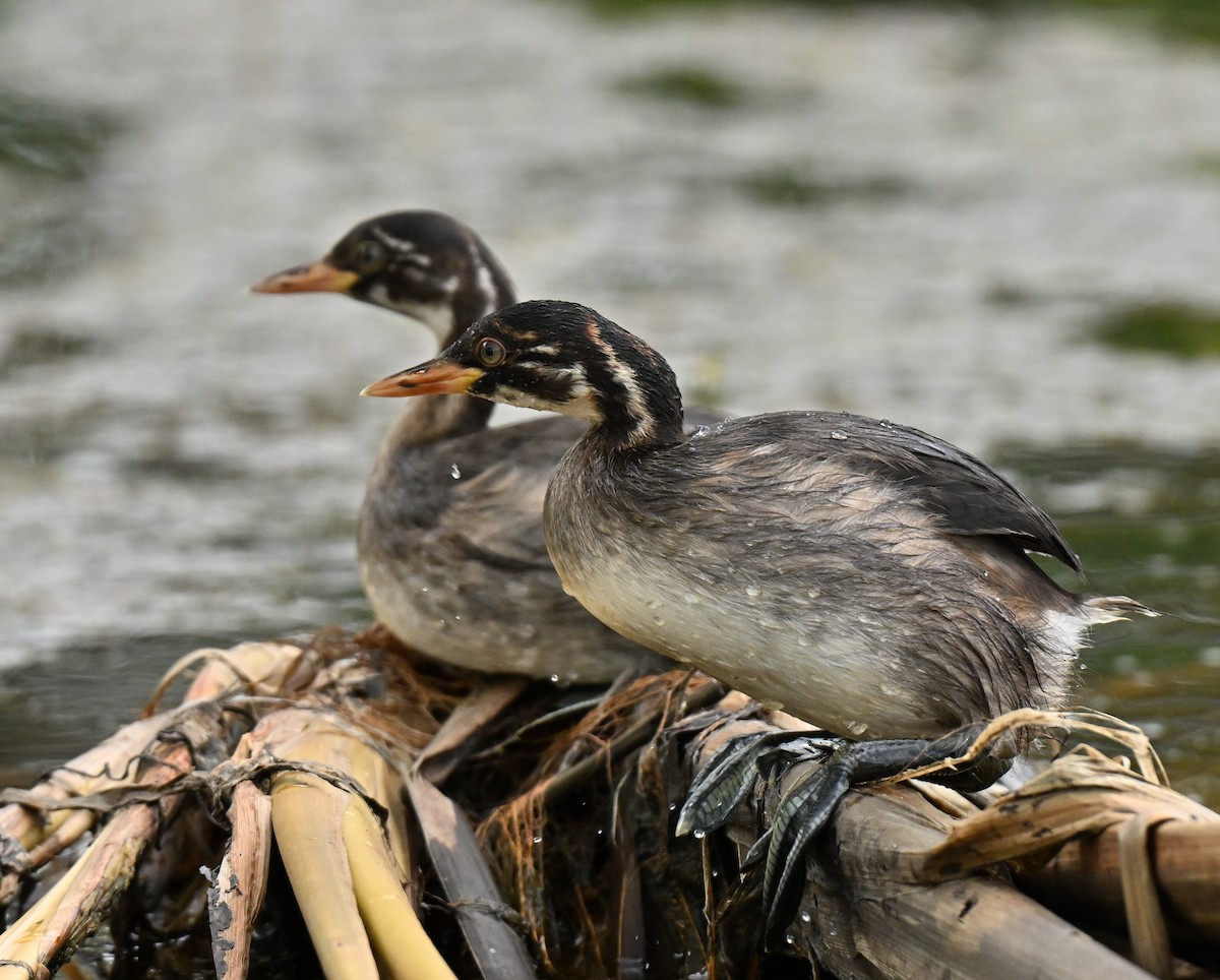 Little Grebe - ML647219943