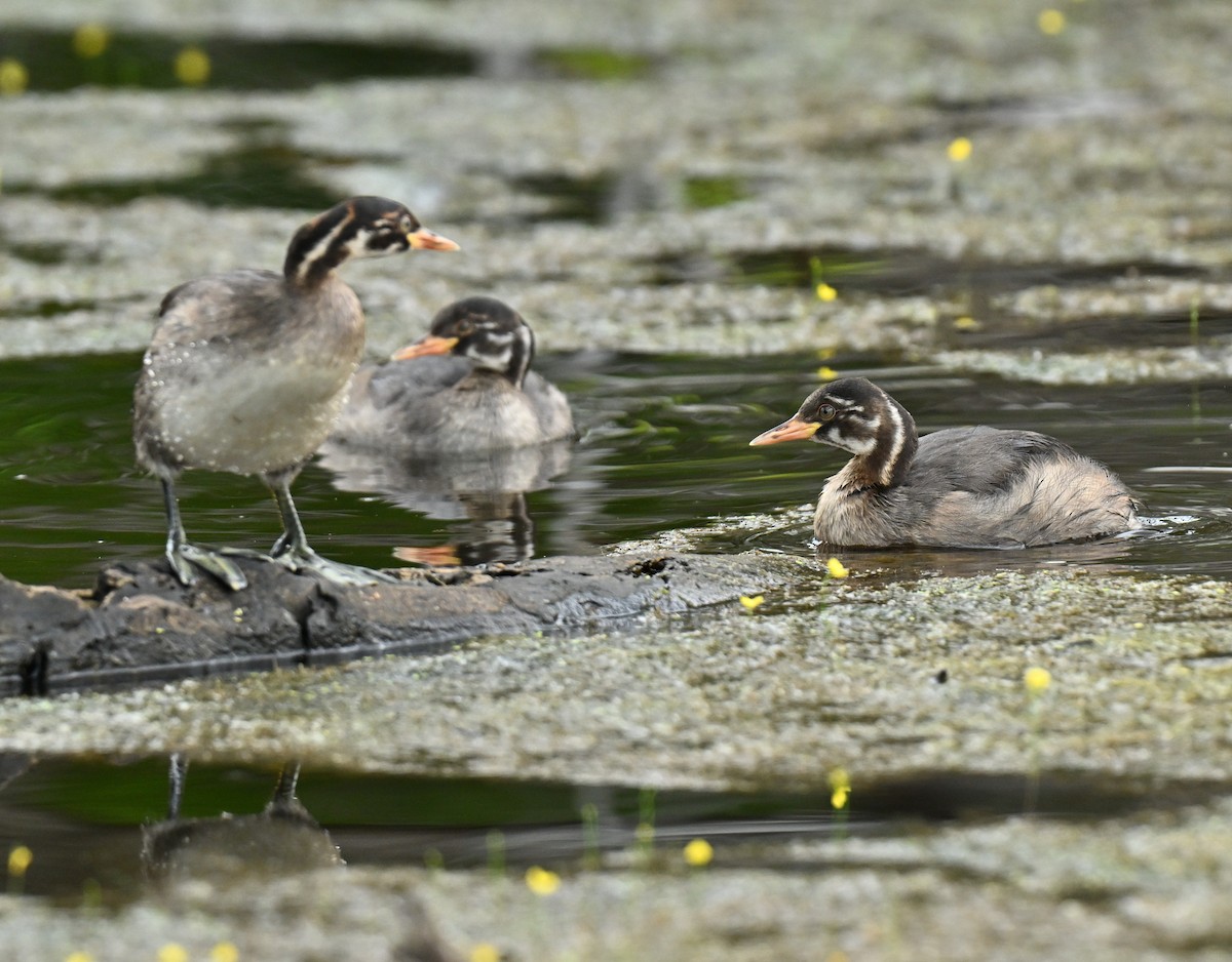 Little Grebe - ML647219944