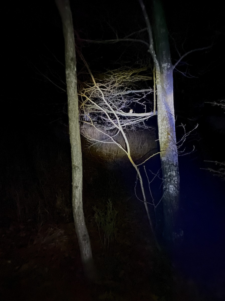 Eastern Screech-Owl - ML647219946