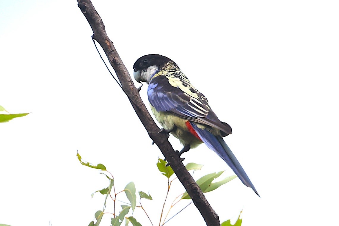 Northern Rosella - ML647219950