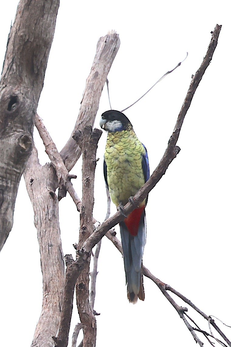 Northern Rosella - ML647219951