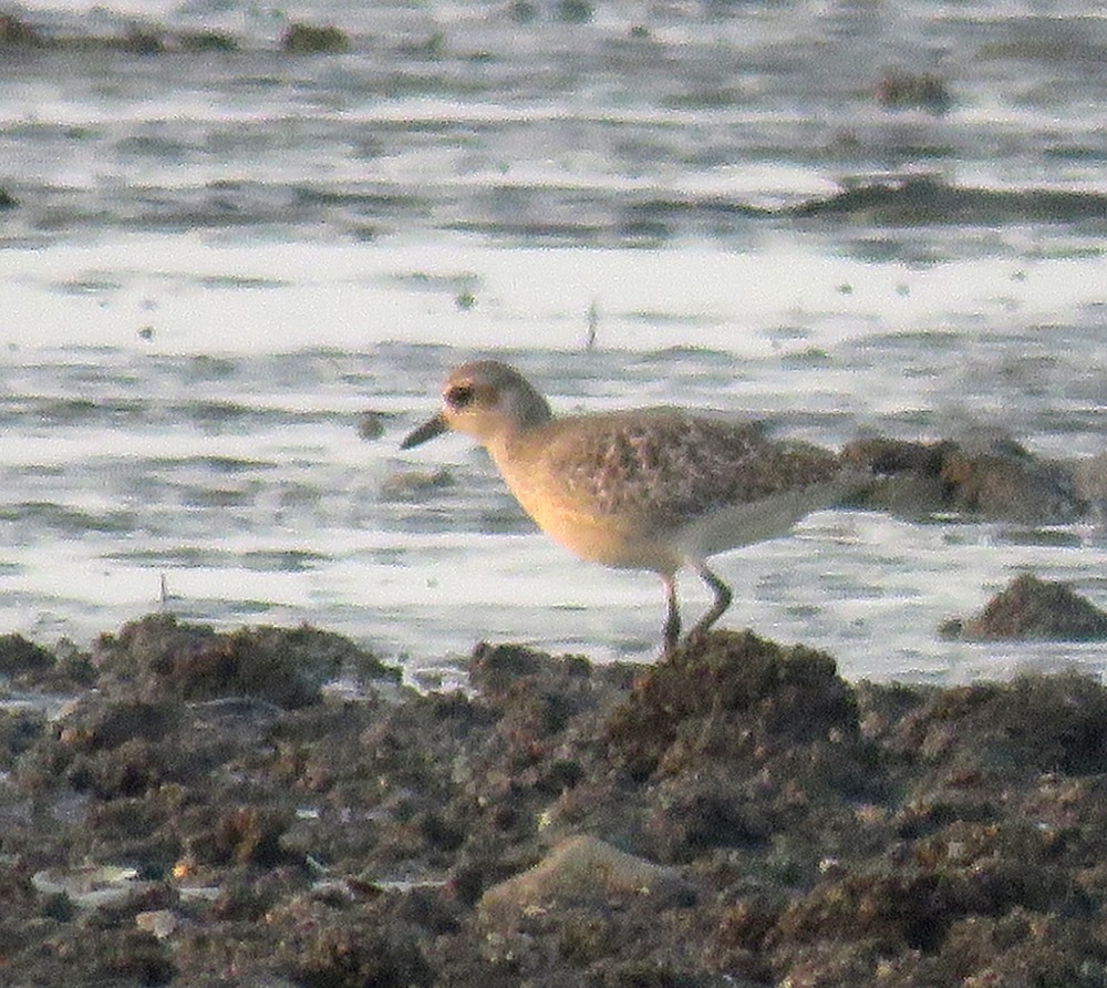 kulík bledý - ML647219953