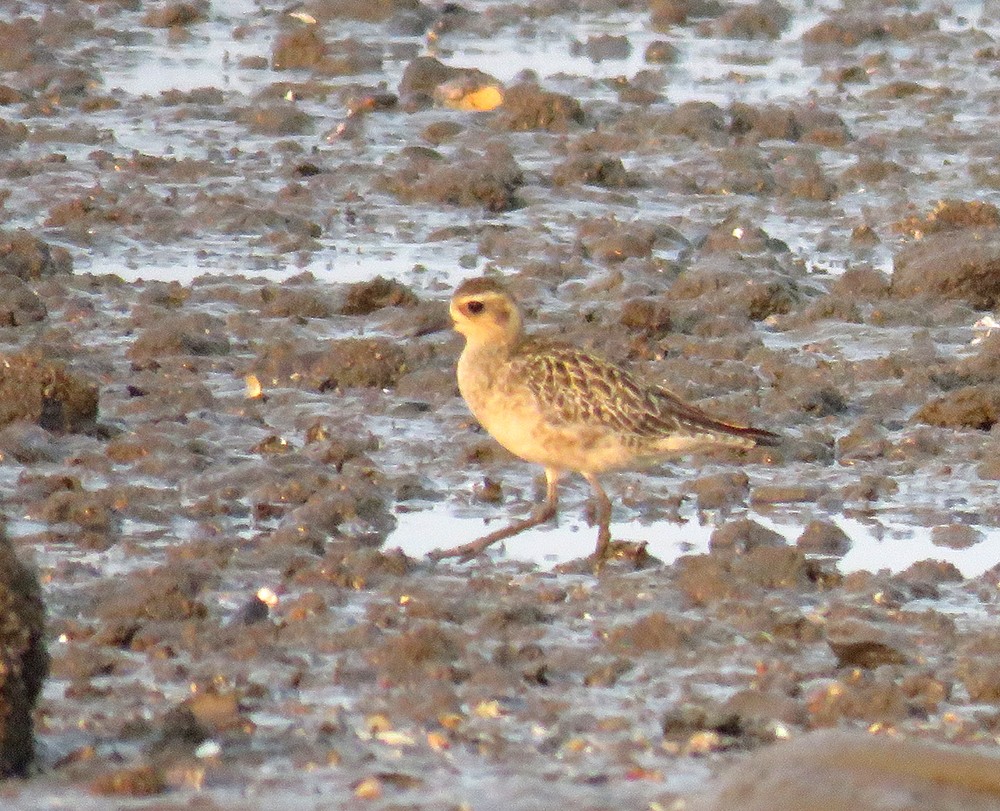 kulík pacifický - ML647219955