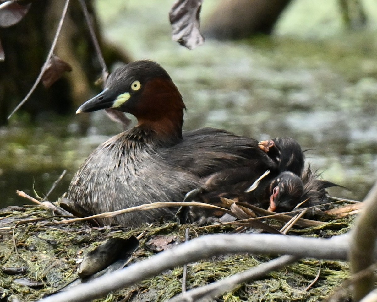 Little Grebe - ML647219963