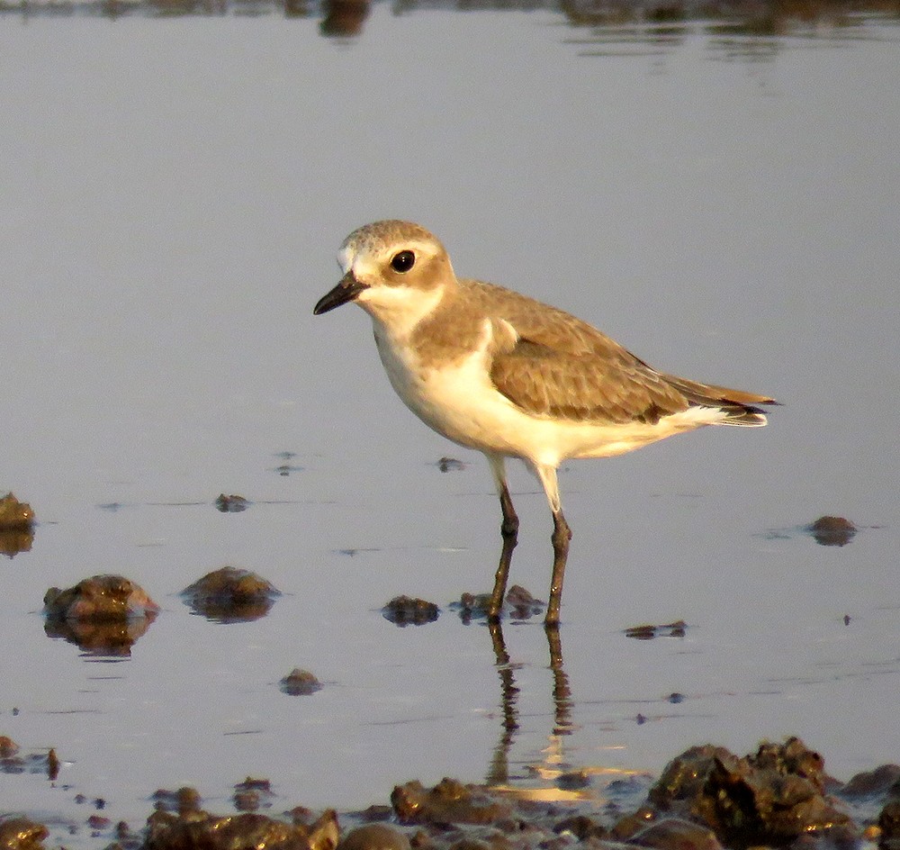 Tibet Cılıbıtı - ML647219965