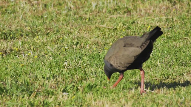 Kara Kuyruklu Yertavuğu - ML647219982