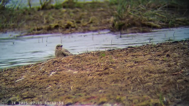 שדמית אדומת-כנף - ML647219983
