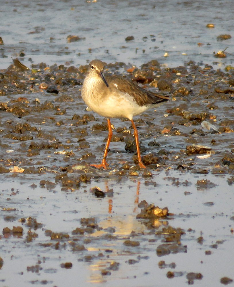 vodouš rudonohý - ML647219984