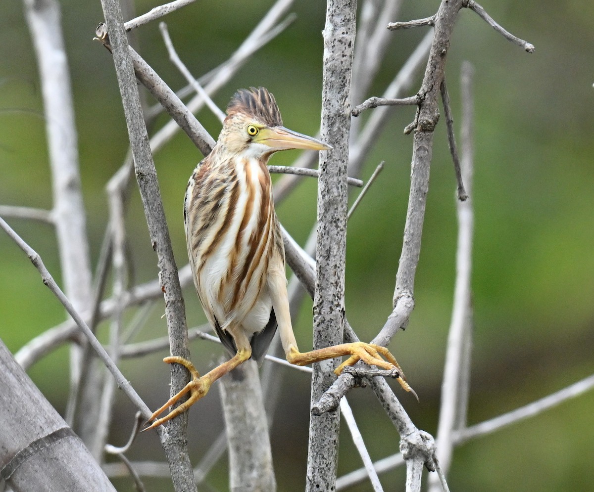 Yellow Bittern - ML647219990