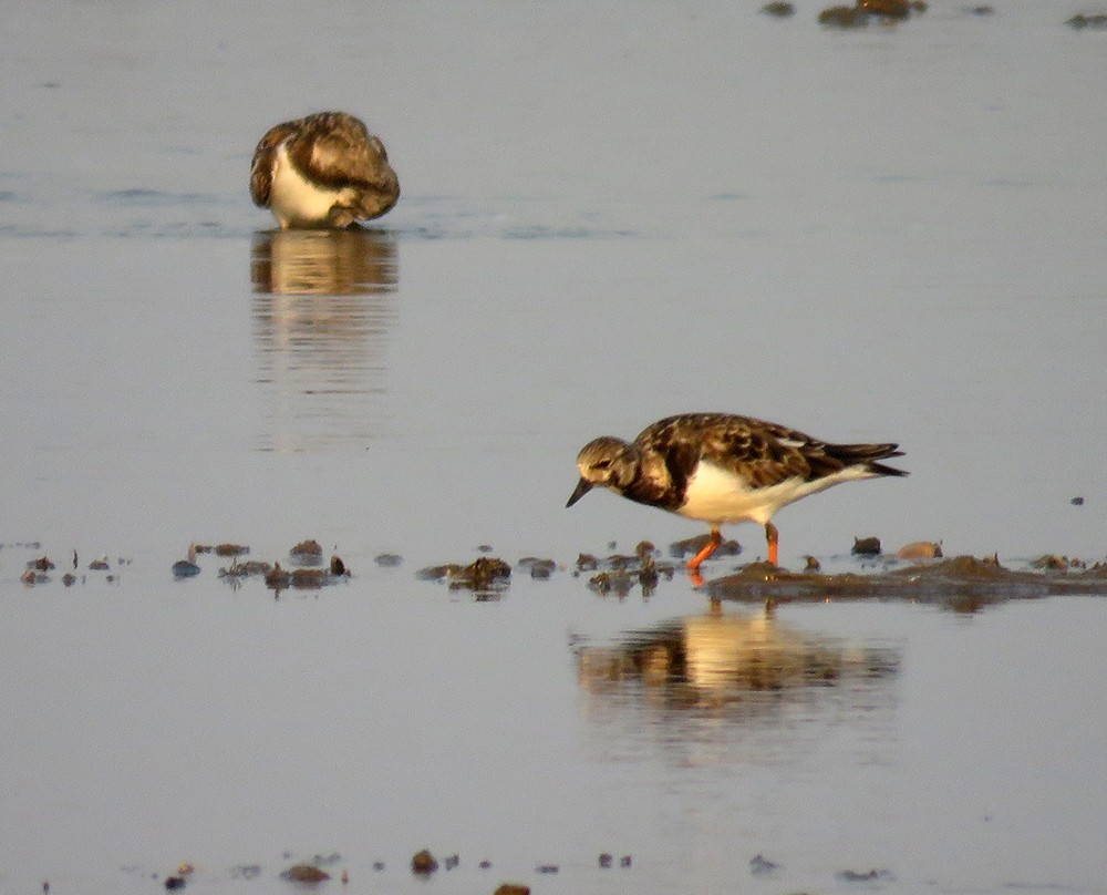 kamenáček pestrý - ML647219999