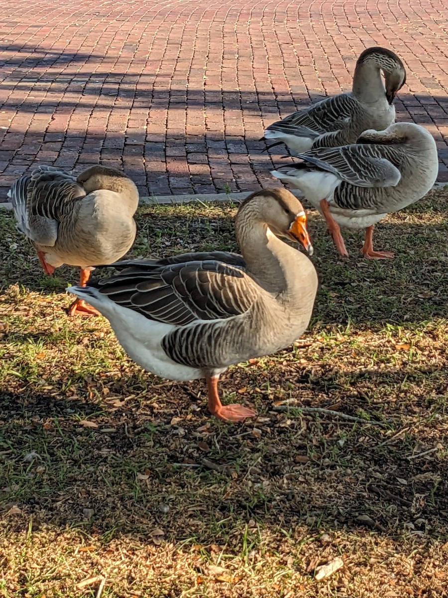 Graylag Goose (Domestic type) - ML647220002