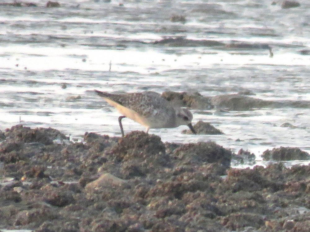 kulík bledý - ML647220007