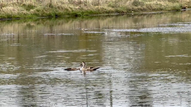 Crested Duck - ML647220009
