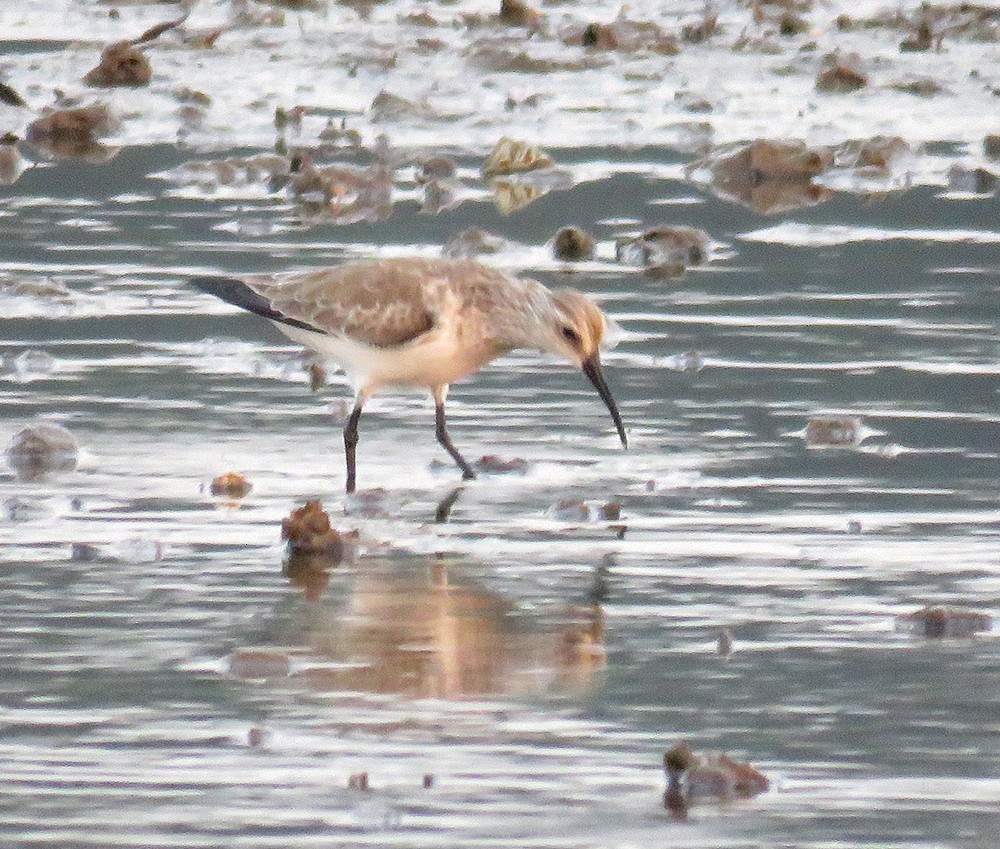 jespák křivozobý - ML647220015