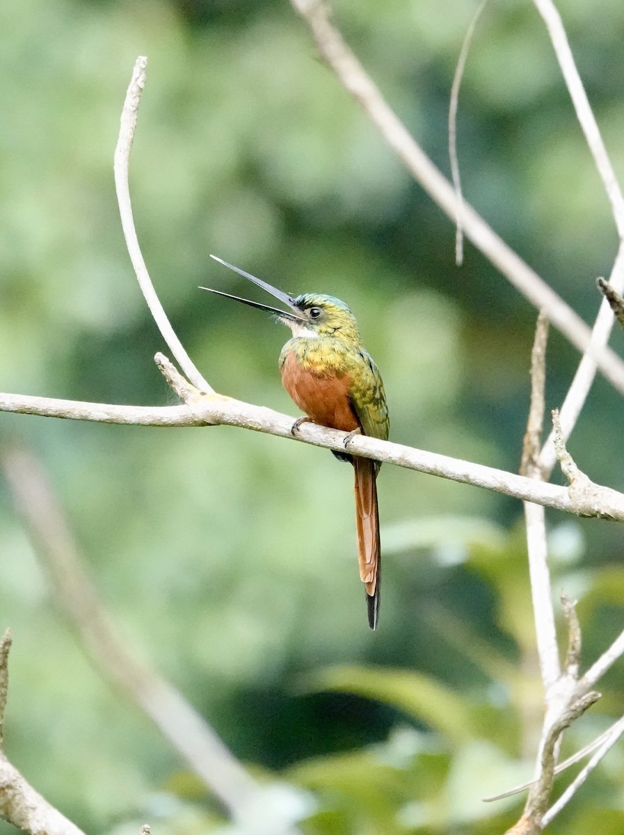 Rufous-tailed Jacamar - ML647220020