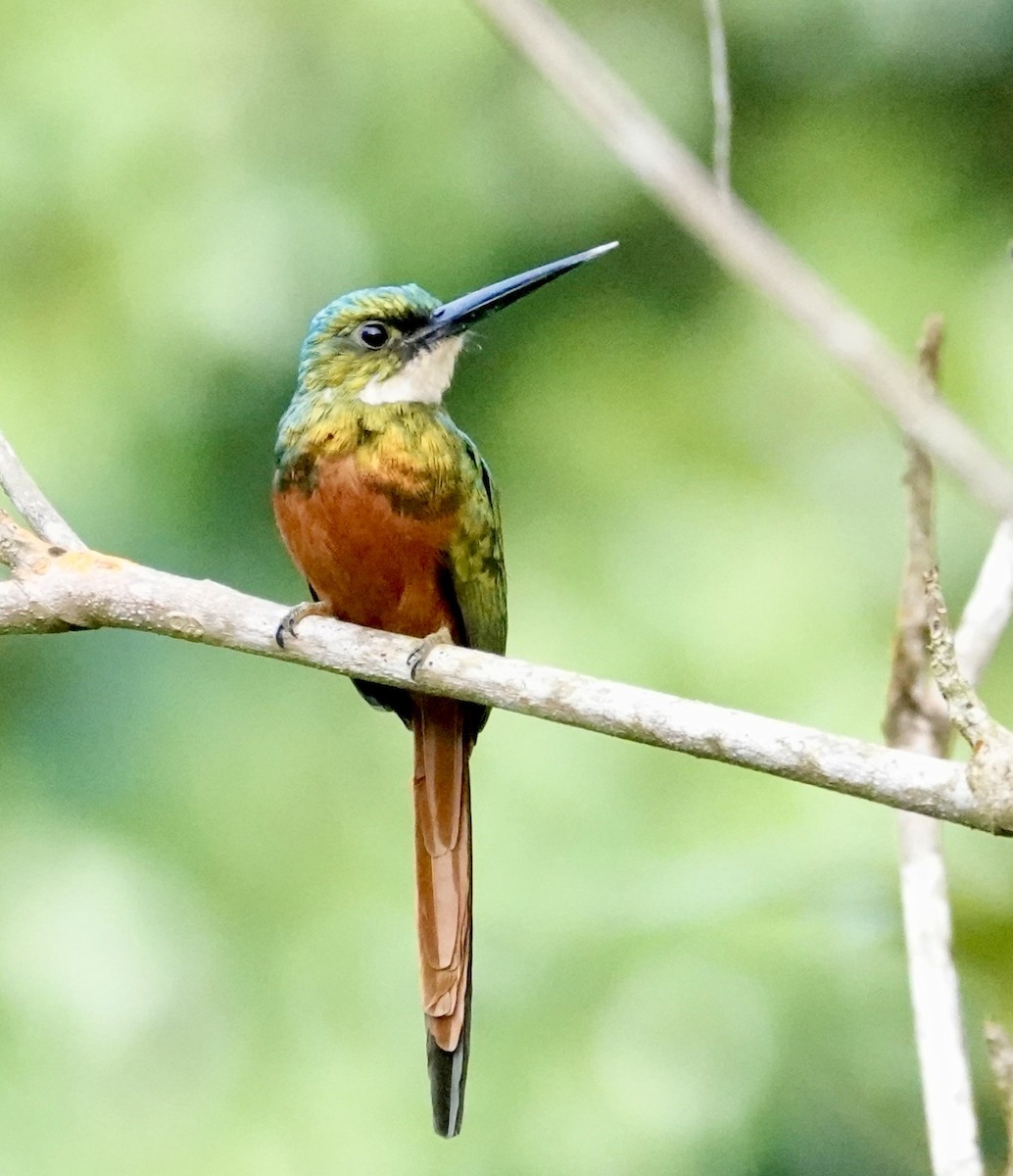 Rufous-tailed Jacamar - ML647220021