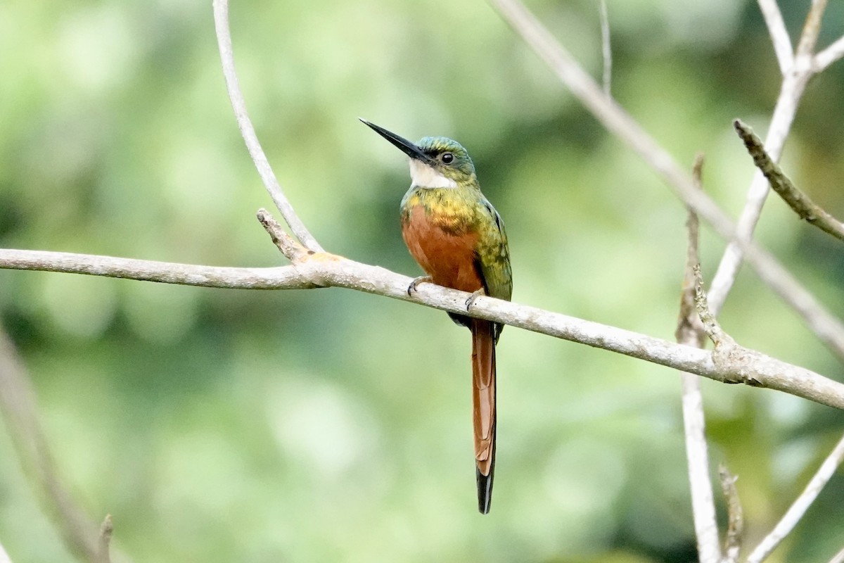 Rufous-tailed Jacamar - ML647220022