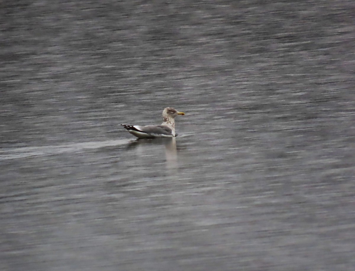 American Herring Gull - ML647220024