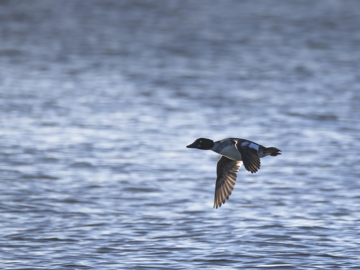Common Goldeneye - ML647220028