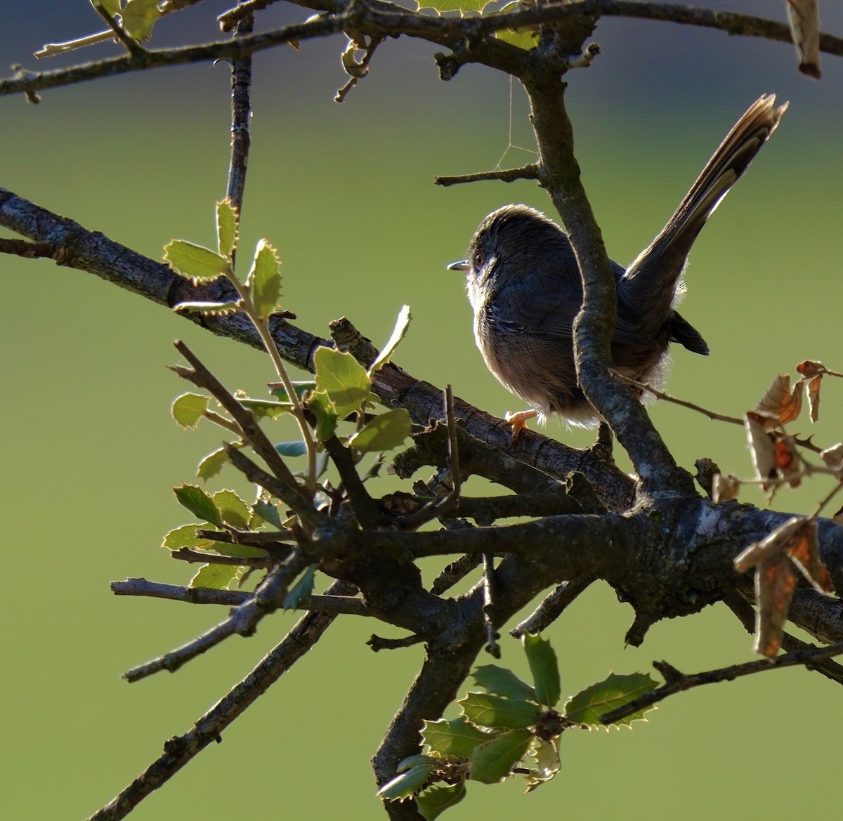 Funda Ötleğeni - ML647220030