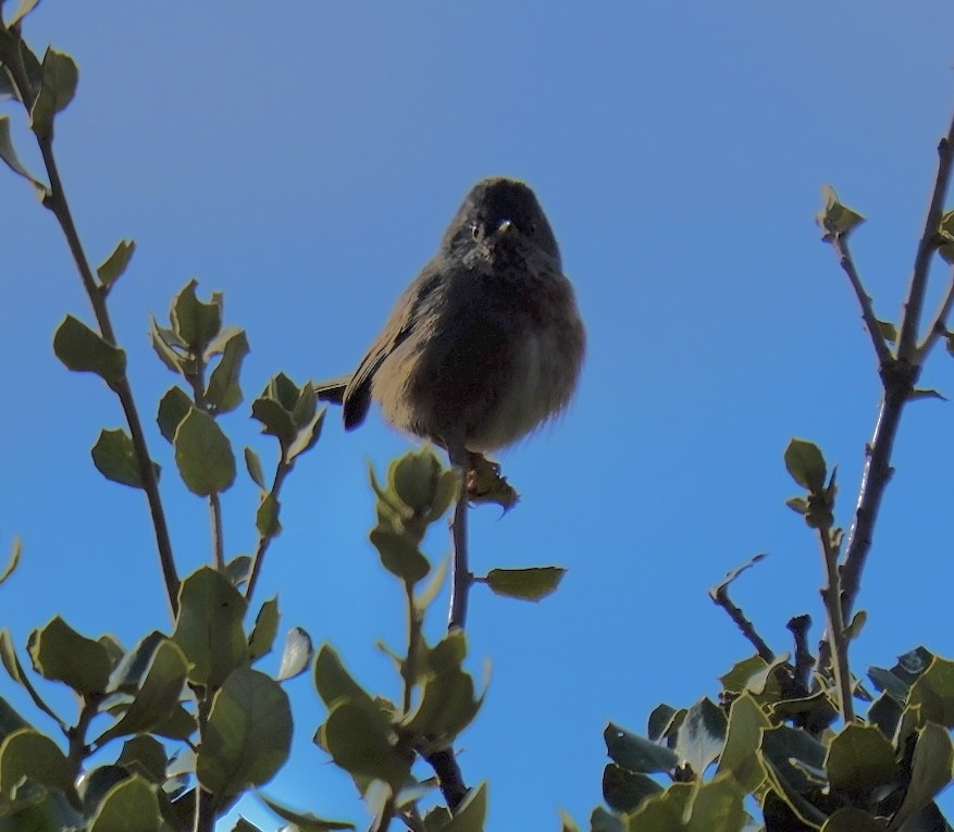 Funda Ötleğeni - ML647220032