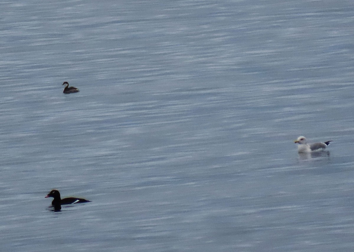 Horned Grebe - ML647220034