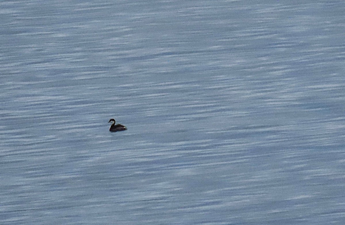 Horned Grebe - ML647220036