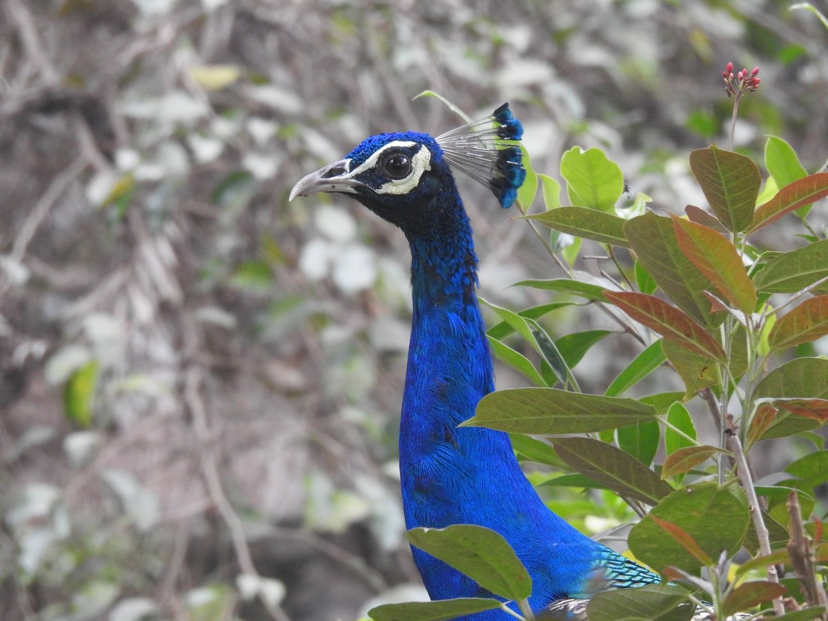 藍孔雀 - ML647220044