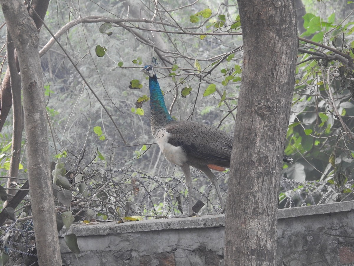 藍孔雀 - ML647220045