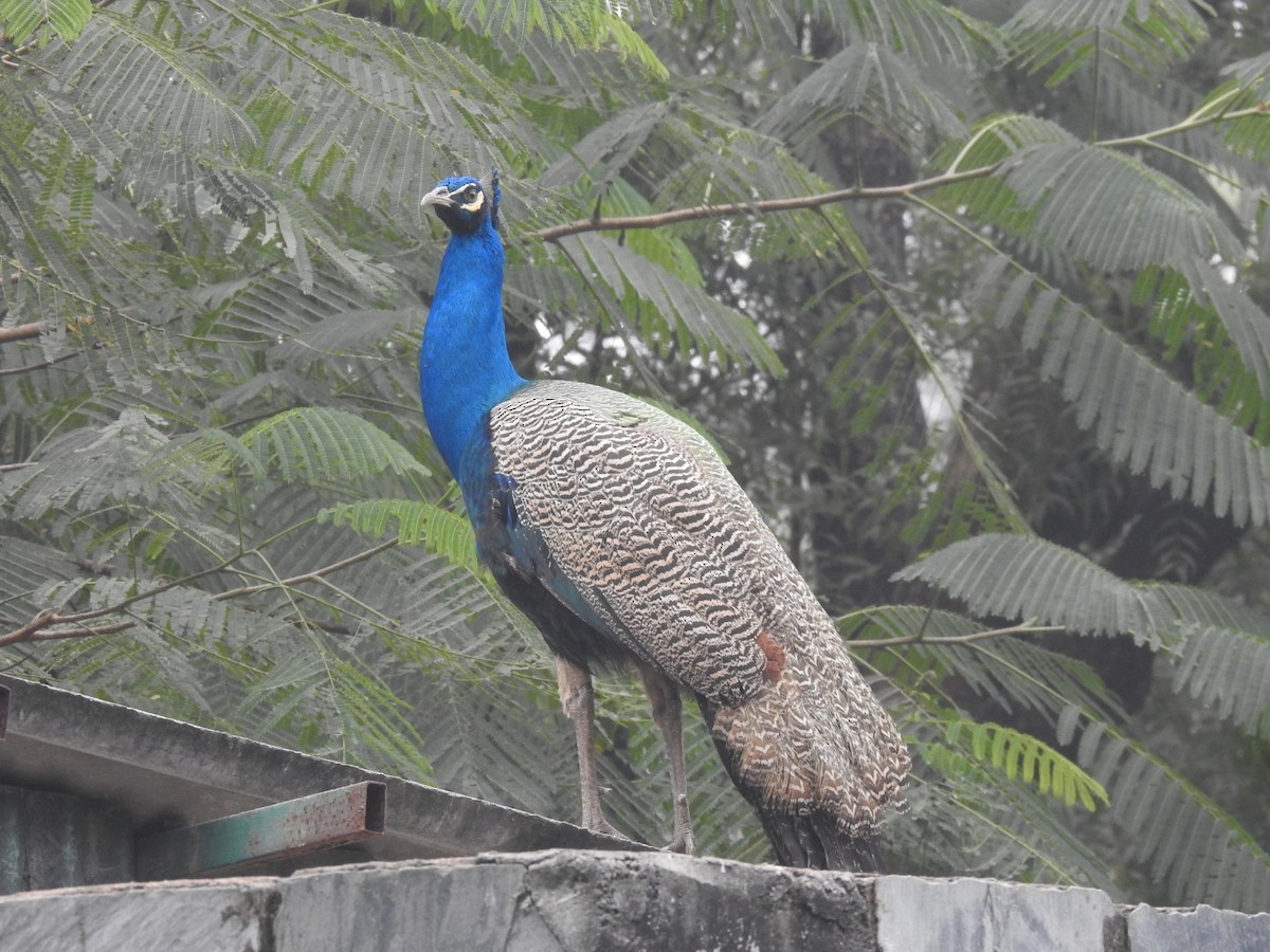 藍孔雀 - ML647220047