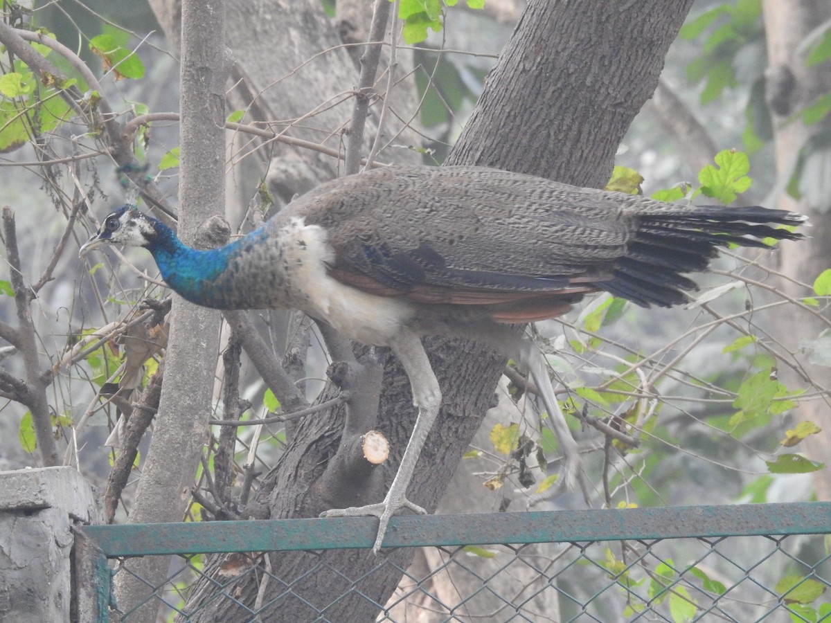 藍孔雀 - ML647220048