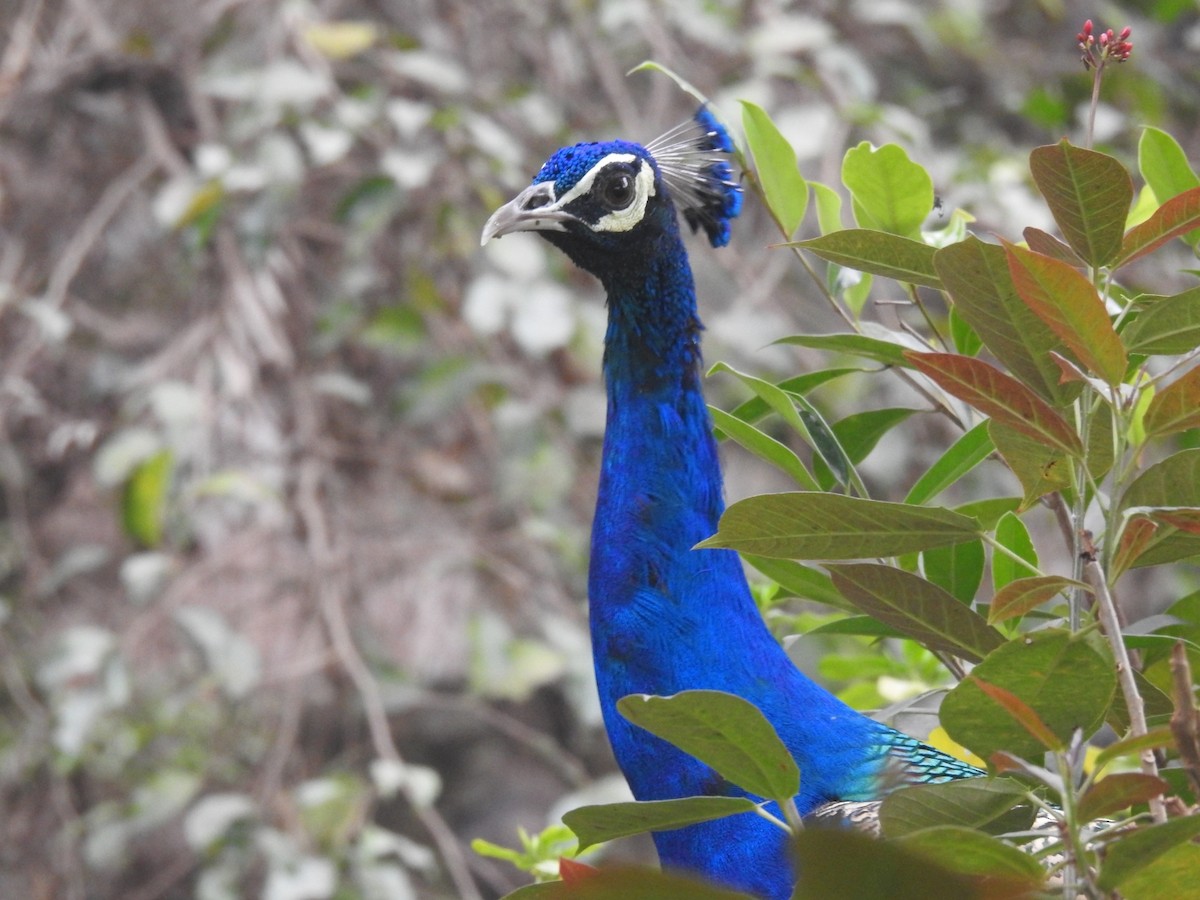 藍孔雀 - ML647220049