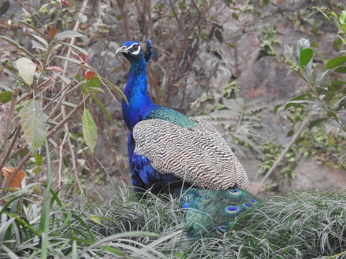 藍孔雀 - ML647220050