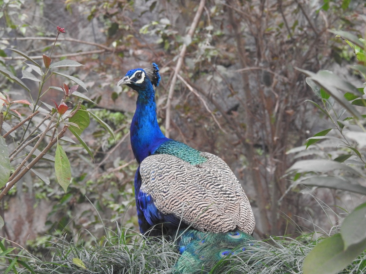 藍孔雀 - ML647220051