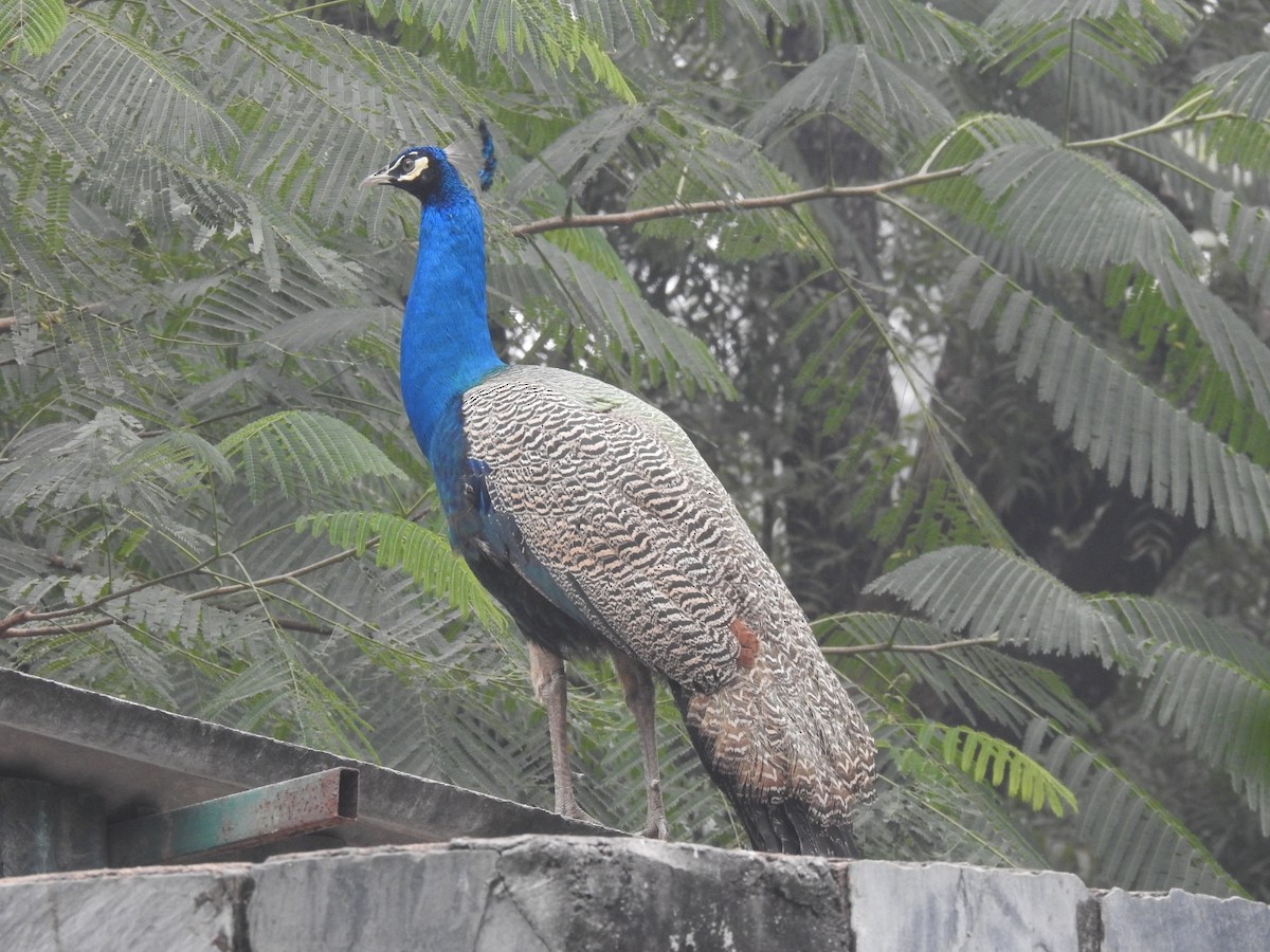 藍孔雀 - ML647220052