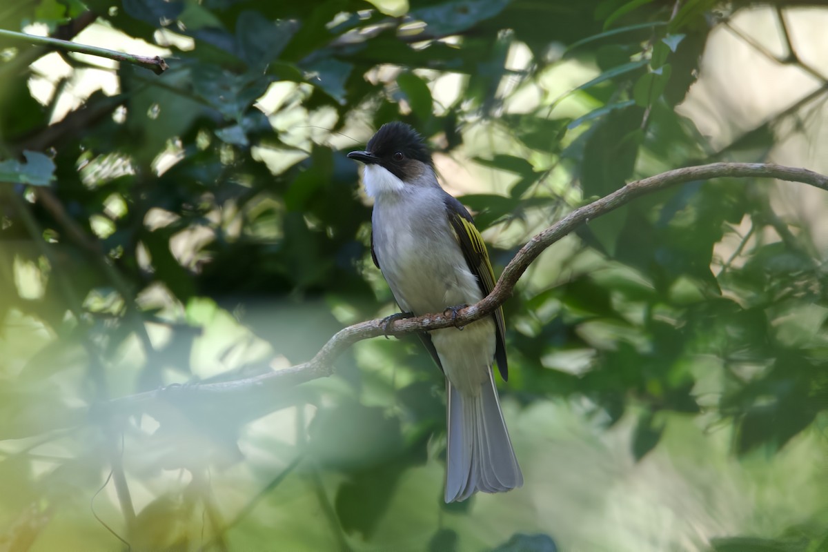 Ashy Bulbul - ML647220053