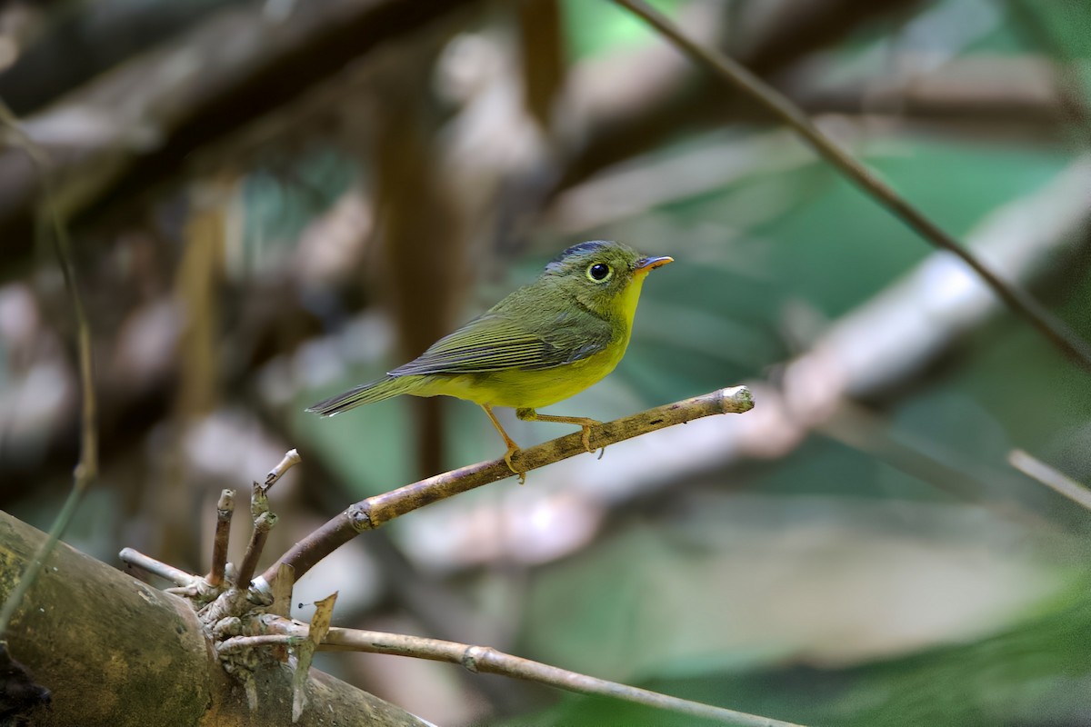 淡尾鶲鶯 - ML647220056