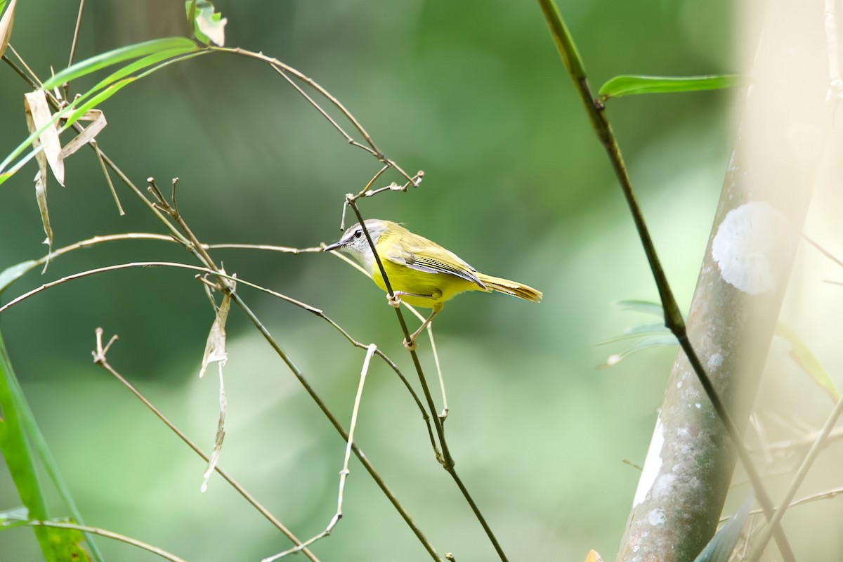 Yellow-bellied Warbler - ML647220057