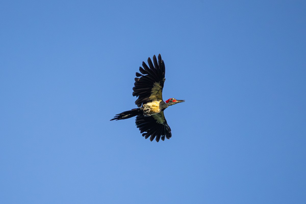 White-bellied Woodpecker - ML647220058