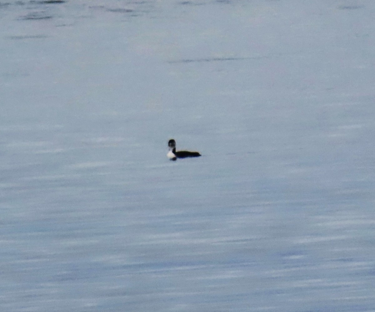 Common Loon - ML647220060