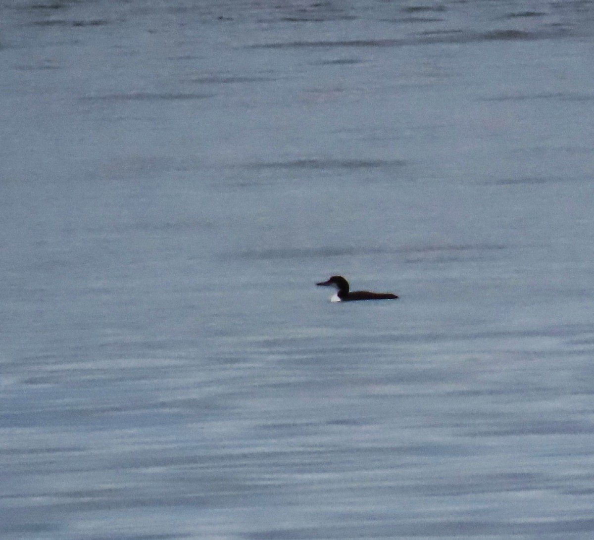 Common Loon - ML647220061