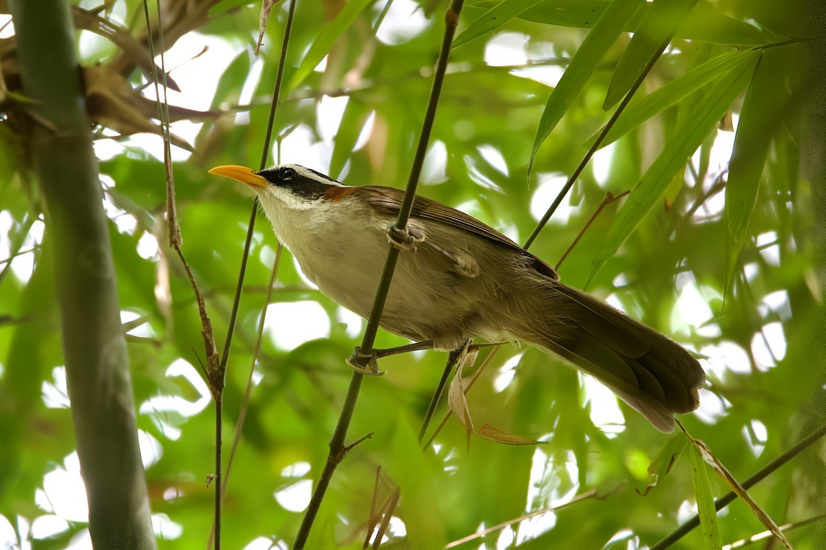 White-browed Scimitar-Babbler - ML647220062