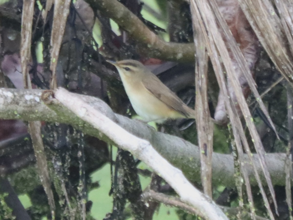 雙眉葦鶯 - ML647220063