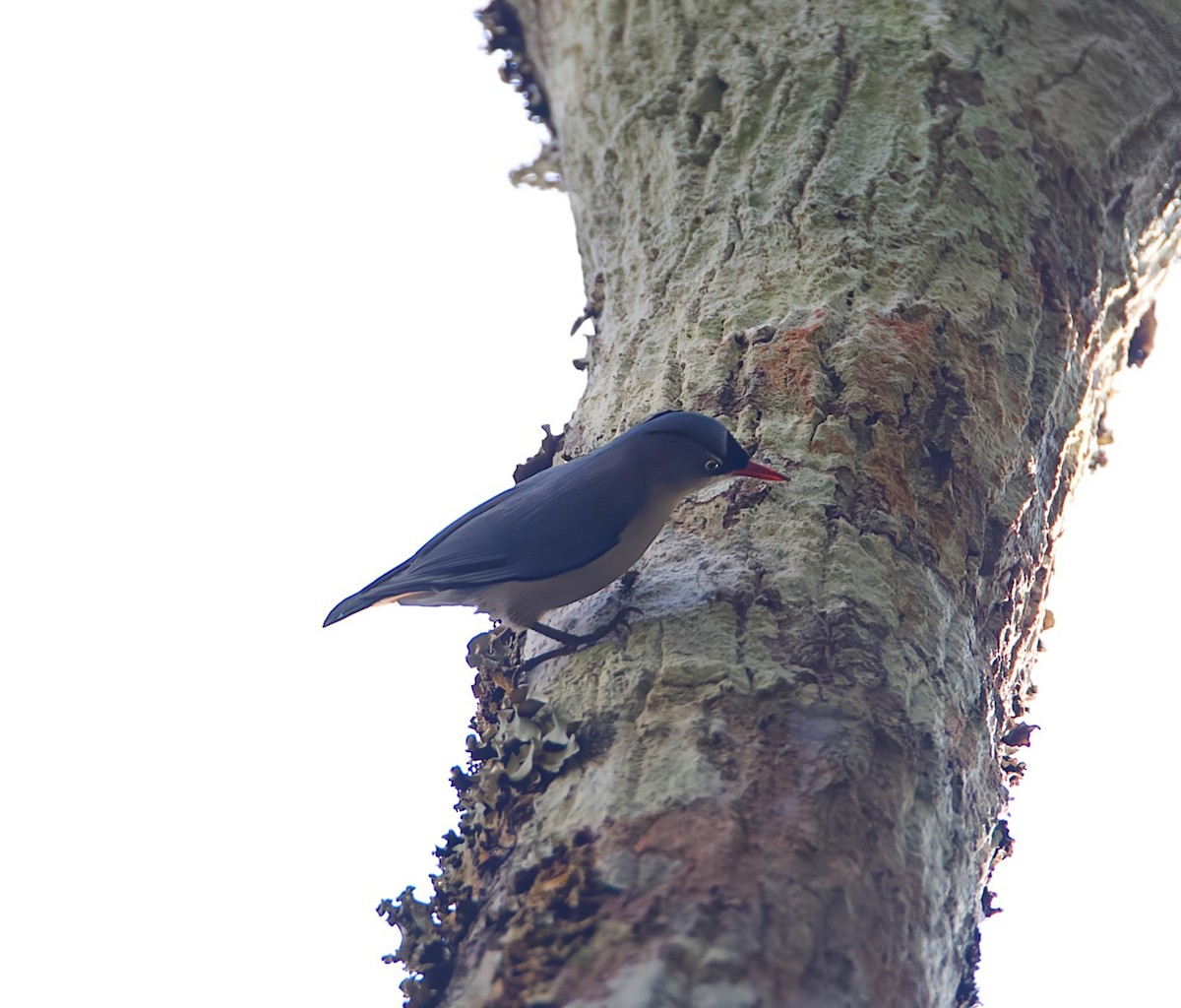Velvet-fronted Nuthatch - ML647220064