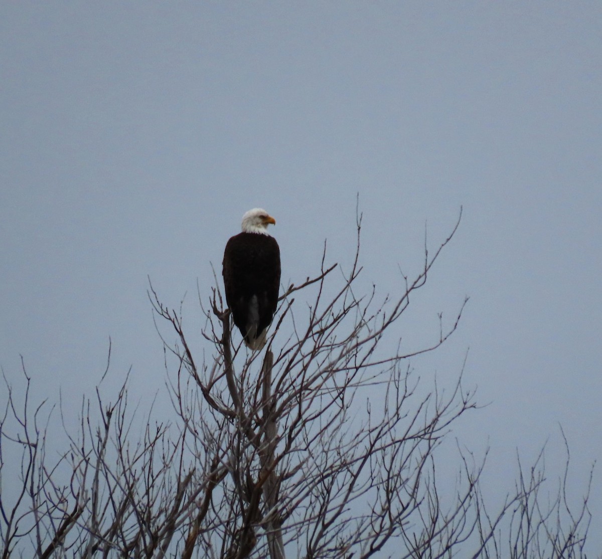 Bald Eagle - ML647220066