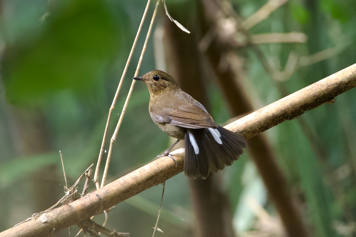 白尾鴝 - ML647220068