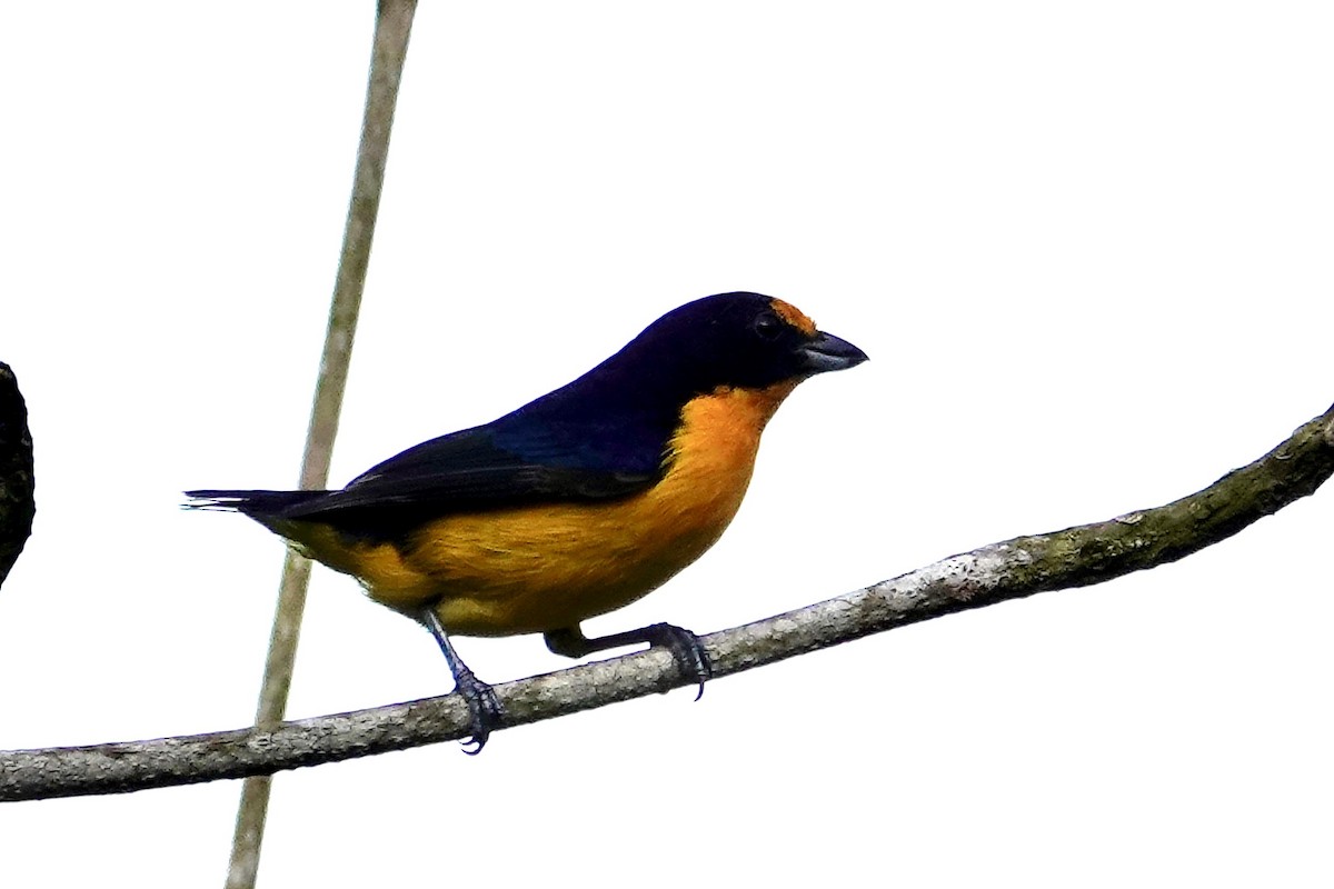 Violaceous Euphonia - ML647220069