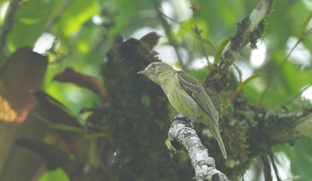 Rough-legged Tyrannulet - ML647220070