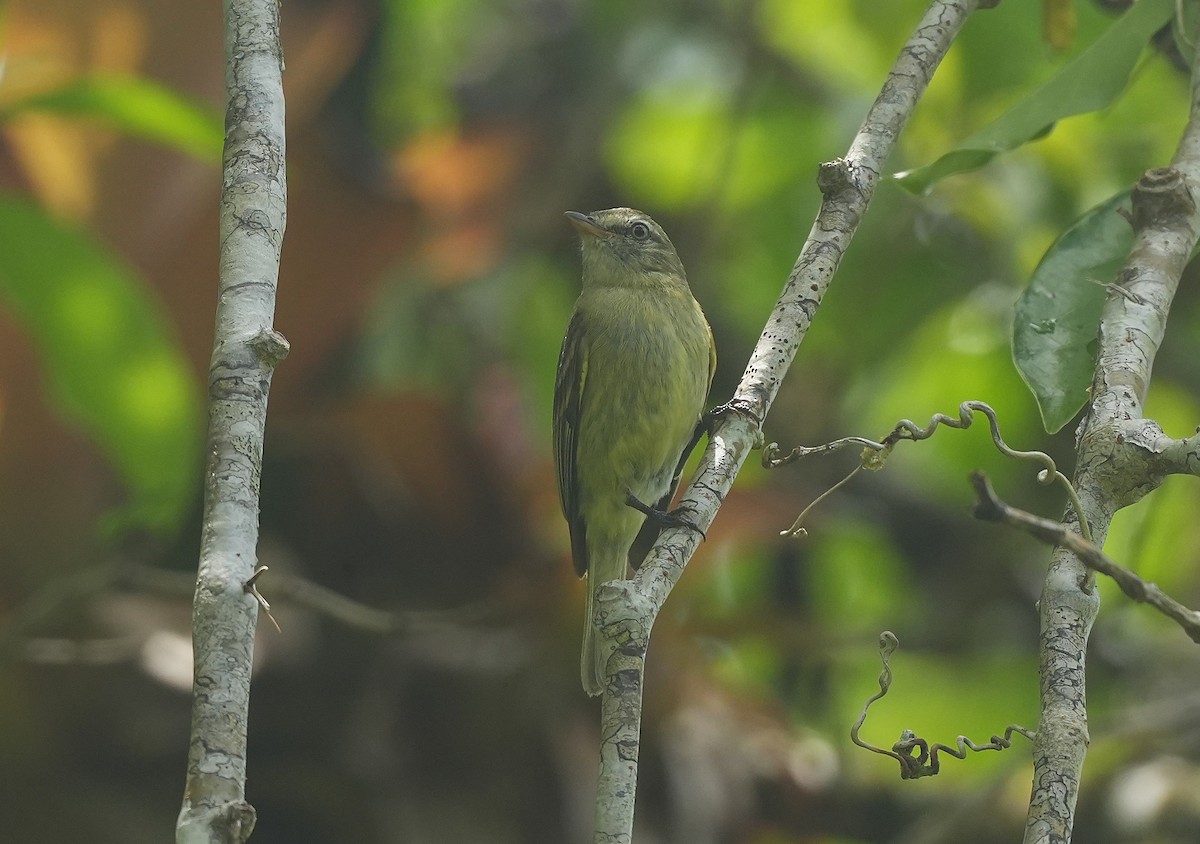 Rough-legged Tyrannulet - ML647220071