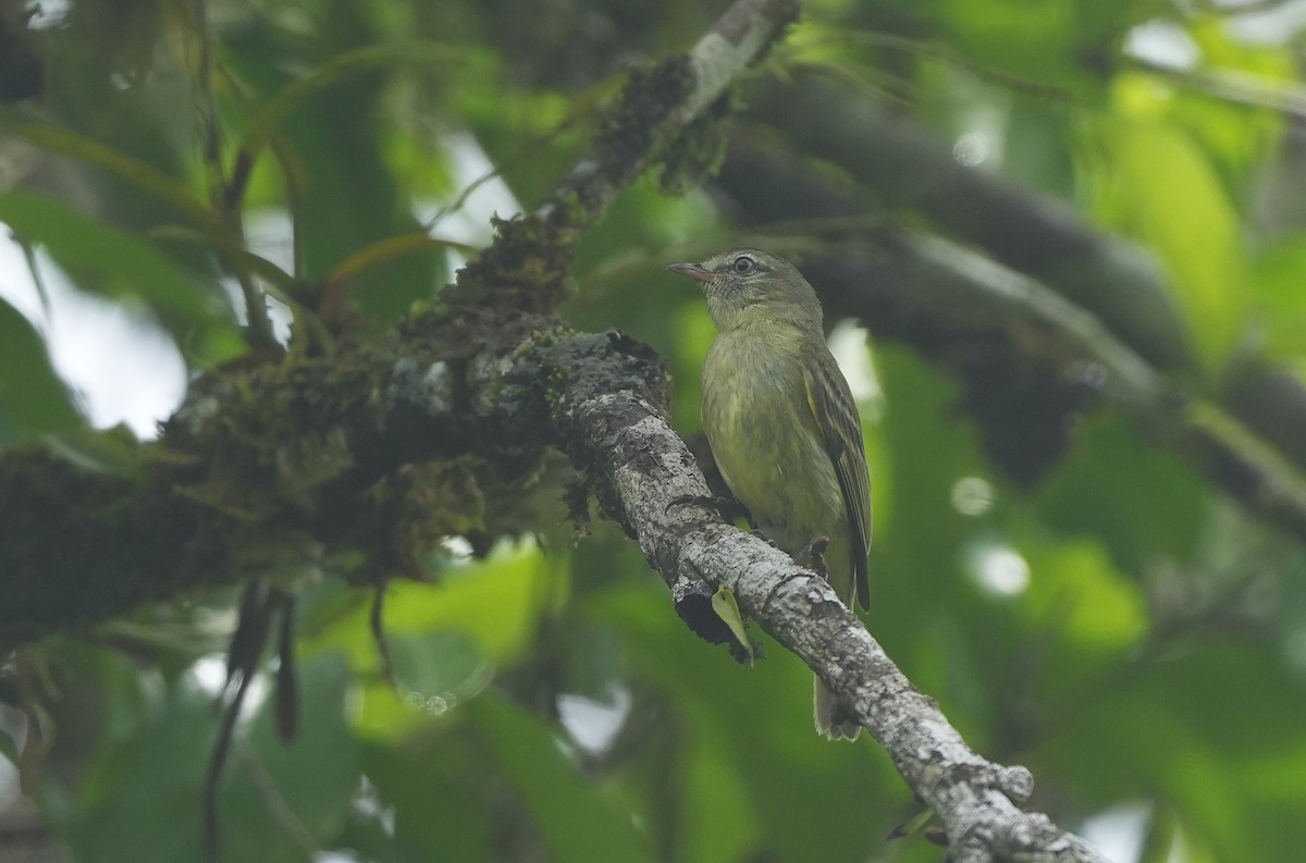 Rough-legged Tyrannulet - ML647220072
